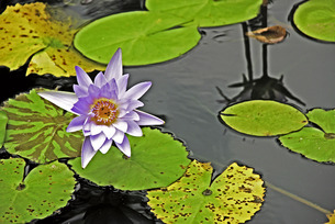 Jardín Botánico Caguasf