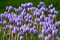 Large flowering of purple crocuses