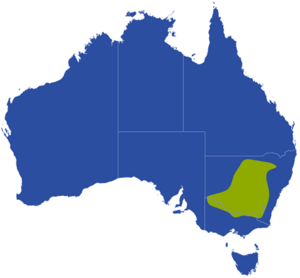 Limnodynastes-interioris-distribution-map.png