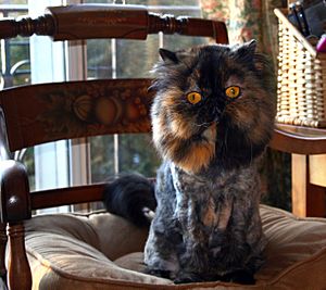 Lion cut tortoiseshell Persian