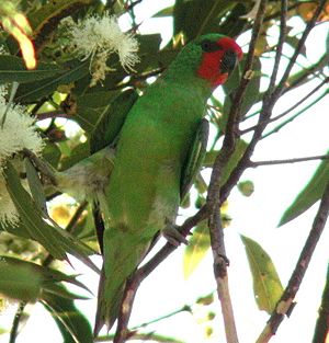 Little Lorikeet kobble.JPG