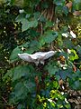 Lyophyllum ulmarium on ivy-clad Elder