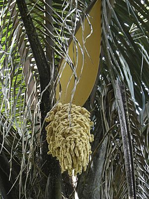 Male inflorescence of Attalea sp