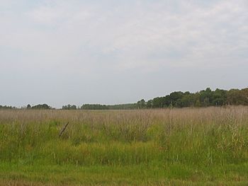 Marshland on Kent Island.jpg