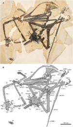 Meilifeilong holotype