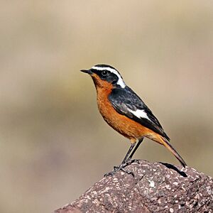 Moussier's redstart (Phoenicurus moussieri) male.jpg