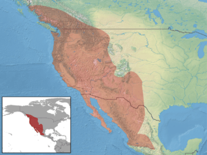 Myotis yumanensis distribution.png