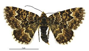 Notoreas arcuata female.jpg