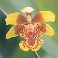 Oncidium pulvinatum