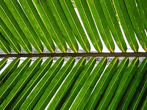 Palm frond