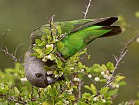 Parrot Brown-headed 2010-01-20 at 10-21-02