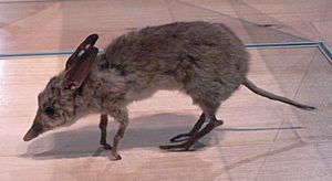 Pig-footed Bandicoot Pengo