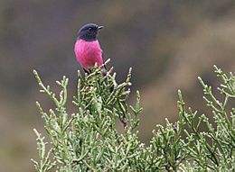 Pink-robin