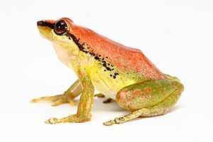 Pristimantis acuminatus (7668543454).jpg