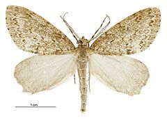 Pseudocoremia fenerata male.jpg