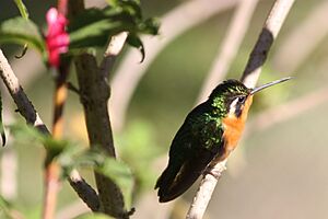 Purple-throated mountaingem female.JPG