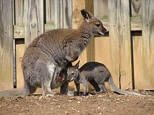 Red Necked Wallaby and Baby