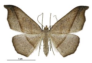 Sarisa muriferata female.jpg