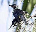 Shining starling cairns09