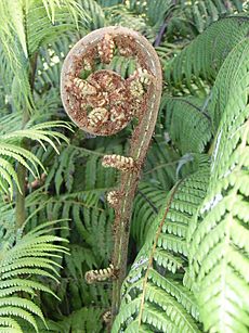 Silver Fern Koru2