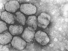 Smallpox virus