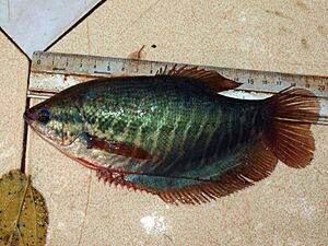 Snakeskin gourami