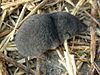 Southern short-tailed shrew.jpg