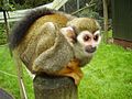 Squirrel Monkey walkthrough