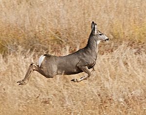 Stotting mule deer