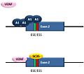 Tat exon2 splicing