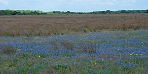 Texas bluebonnets (Lupinus texensis), Attwater Prairie Chicken National Wildlife Refuge, Colorado County, Texas, USA (29 March 2019)