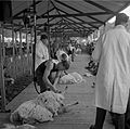 The Royal Welsh Show 1963