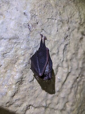 Torpid Lesser Horseshoe