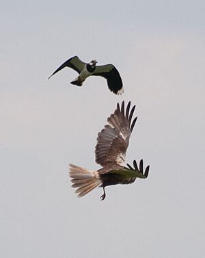 Vanellus vanellus mobbing Circus aeruginosus