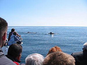 Whale Watching