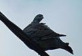 Woodpigeon on a Telephone Line