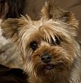 Yorkie-71465 640