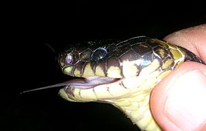 AB 062 Banded Krait