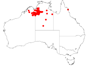 Acacia leptophlebaDistMap531.png