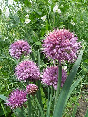 Allium carolinianum.JPG