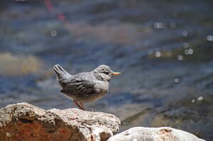 AmericanDipper02