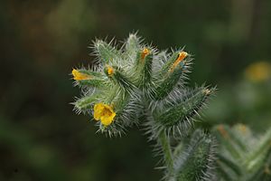 Amsinckia tessellata 7740