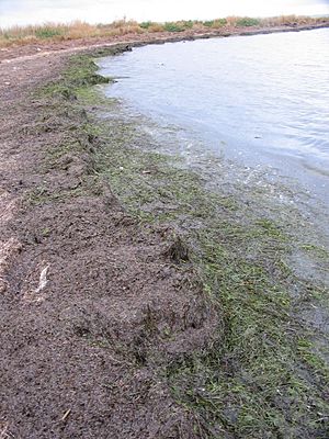 Banquettes de Zostera noltii