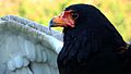 Bateleur