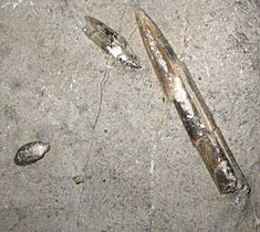 Belemnites Ports Tortosa2