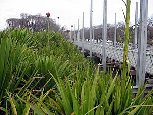 BirrarungMarr-Cycads