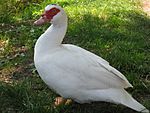 Cairina moschata 001.jpg