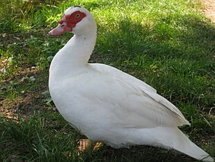 Cairina moschata 001