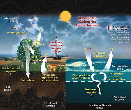 Carbon cycle