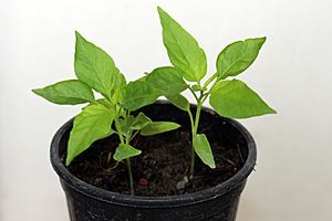 Carolina Reaper 30 days old